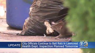 Health Officials Rebait Lawncrest Neighborhood Infested With Rats