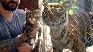 BUB MEETS TIGERS