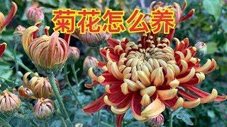 菊花怎么养