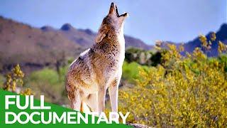 Coyotes vs. Wolves - An Unequal Battle in Yellowstone National Park | Free Documentary Nature