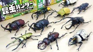 夏のお楽しみ! 昆虫ハンター カブトムシ × クワガタの新作が登場! 新しくヨーロッパ ミヤマクワガタが追加