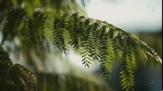 Close Up Of A Fern Tree Leaves... | Stock Video - Motion Array