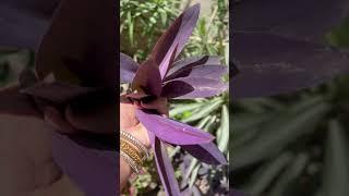 How to maintain purple heart plant #gardeningaesthetics #gardeningideas #balconygarden