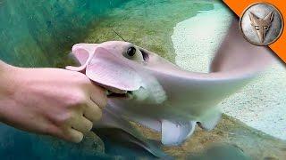 Stingray Feeding Time!