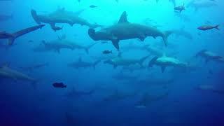 Diver swims straight into gigantic school of hammerhead sharks