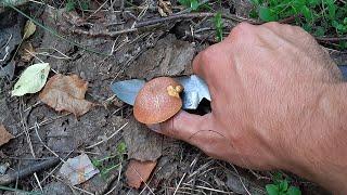 Моховик строкатий \ моховик пестрый \ Boletus pascuus. Збір літніх грибів.