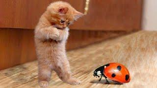  Mommy, help!  Funny videos with dogs, cats and kittens! 