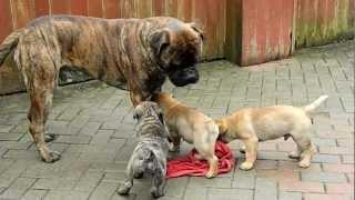 bullmastiff puppies