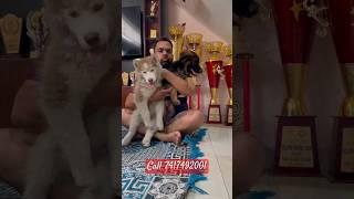 100% Pure breed German shepherd, Husky,Golden retriever puppy ready #shorts #short  #trending #puppy