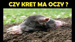 Jak kret się zakopuje w ziemi ? / Jak złapać kreta ? / epoka ciekawostek