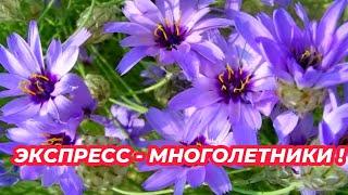 ЭКСПРЕСС-МНОГОЛЕТНИКИ из семян цветущие в год посева! Посейте эти цветы на рассаду