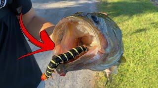 *HELP IDENTIFY* TOXIC WORM FOUND in FISHES MOUTH!