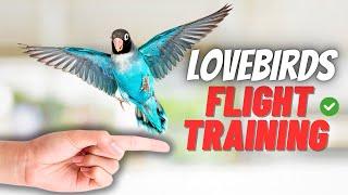 How to Train Your Lovebird to Fly to You