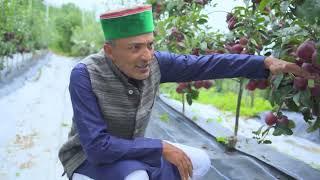 RMS scionwood orchard kyu ha bhatre scionwood propagation orchard in himachal..... 