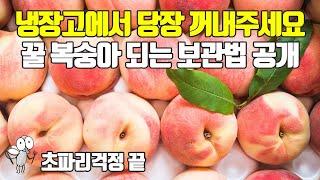 달콤한 꿀 복숭아 되는 보관법 공개 절대 바로 먹지마세요 제발 peach