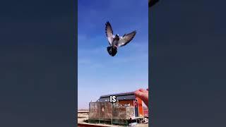 Pigeons Recognize Themselves in a Mirror #shortvideo #animals #animalfactschannel#wildlife #pigeons