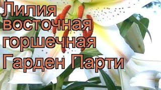 Лилия восточная горшечная Гарден Парти  обзор: как сажать, луковицы лилии Гарден Парти