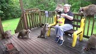 Raccoons back after thunder storm