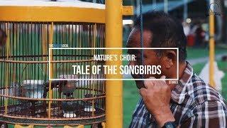 Nature's Choir: Tale Of The Songbirds