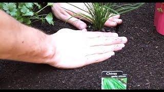 Easy Vegetable Planting Tradition 2014 Alberta Urban Garden Organic Gardening