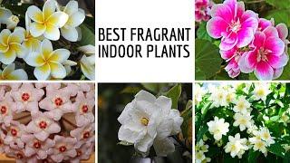 12 Best Fragrant Indoor Plants | Smelling Houseplants To Perfume Your Home | Fragrant Flowers Plant