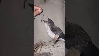 Rest in Peace Falcon