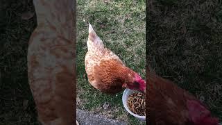 This Chick wants her treats now!