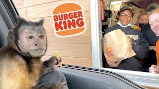 Monkey Visits Burger King Drive Thru!