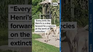 Baby Henri's arrival marks hope for endangered addax species at Blank Park Zoo