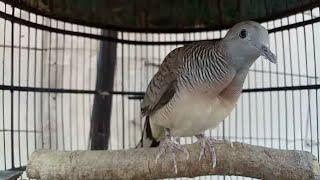 MAKNYUS SUARA PERKUTUT BANGKOK PRODUK SILWAK BIRD FARM