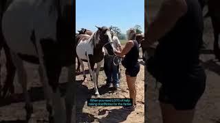 Lots of HELPING HOOVES? | LIP CHIP #hoof #farrier #hooftrimming #farm #equestrian #lipchip #funny