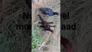 The murga aseel and beautiful noori aseel murga@Saad iqbal #shorts#viral#youtube#shows#aseel murga