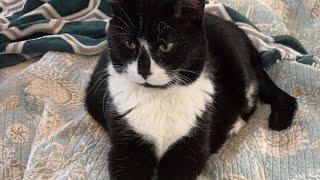 Cat videos JTB is LIVE: Three Cats, Endless Vibes – Come Chill With Us ️
