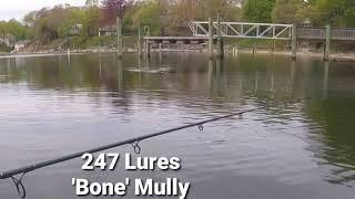 Hooking a Spring Striped Bass on a 247 Lures Mully Spook