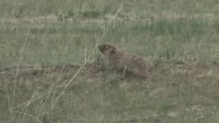 旱獺Mongolian marmot (Marmota sibirica)