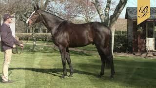 Eminent - The Highest Rated Son of Frankel at Stud in Australasia