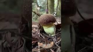 Mushroom Tapping (PVZ Animation) #shorts #animation