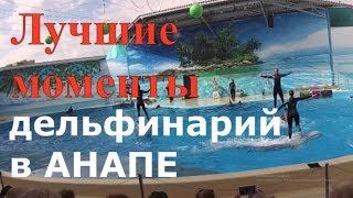 Анапа. Лучшие моменты в дельфинарии