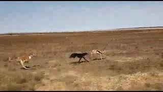 saluki/Greyhound chasing a springbok(please watch and subscribe)