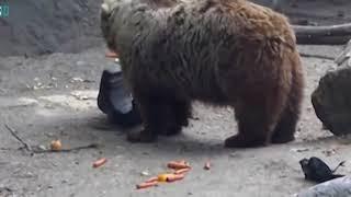 #yodmediaTV #kindness #animals Доброта у животных  лучший ролик