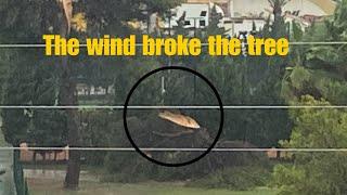 The wind BROKE the TREE!! #alcudia