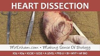 Heart Dissection - GCSE/A Level/IB Biology