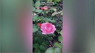 Роза Алан Тичмарш в моем саду 3.08.21. Alan Titchmarsh Rose in my garden. Austin, UK, 2005, #Shorts,