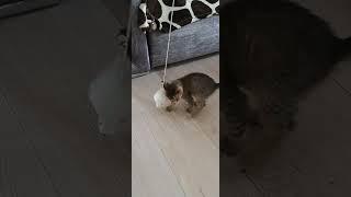 #funnyanimals #catvideos (READ DESCRIPTION)