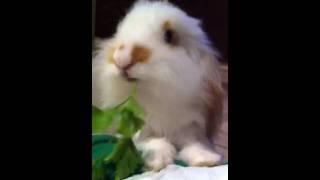 Holland lop ponchick