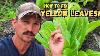 How to FIX Yellow Leaves - Why it Happens to Plants