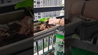 I don’t know if I can eat cucumbers #balconyplanting #balcony