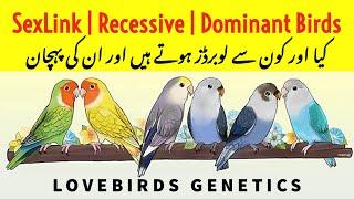 What is Sexlink, Recessive and Dominant Gene Birds| Birds Genetic| LoveBirds Mutation Identification