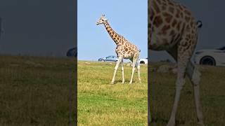 Humongous Giraffe Struts Through the Zoo Like a Boss!