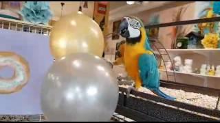 Попугай и шарики. Попугай ара. Смешные животные.  Parrot and air ballons. Funny animals and birds..